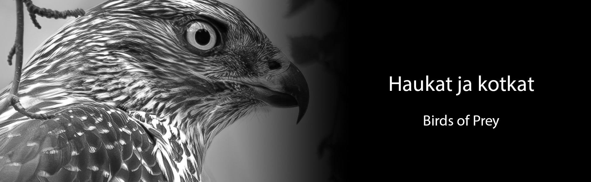 Lintukuvaus. Suomen haukat ja kotkat