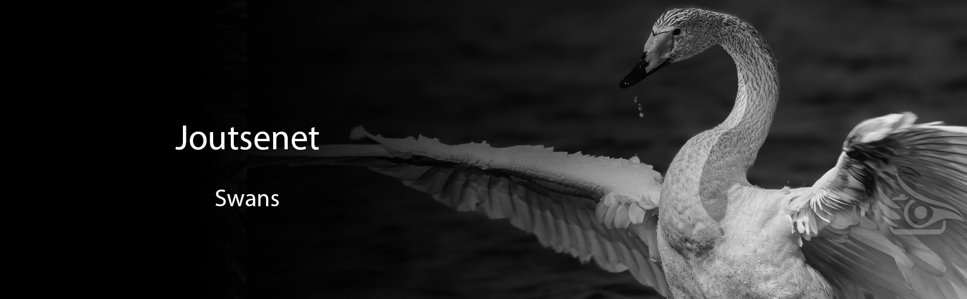 Lintukuvaus. Suomen joutsenet