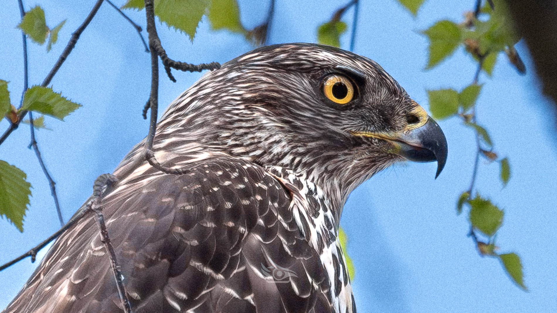 Kanahaukka ja lintukuvaus – How to goshawk