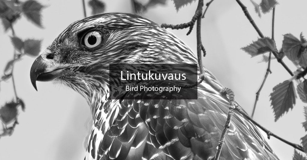 Lintukuvaus, luontokuvaus