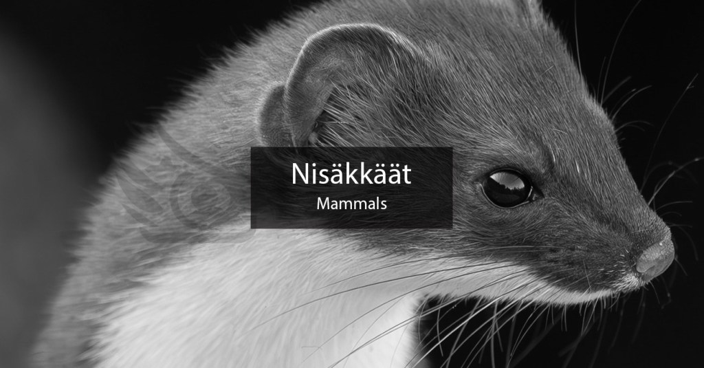 Luontokuvaus, Suomen nisäkkäät